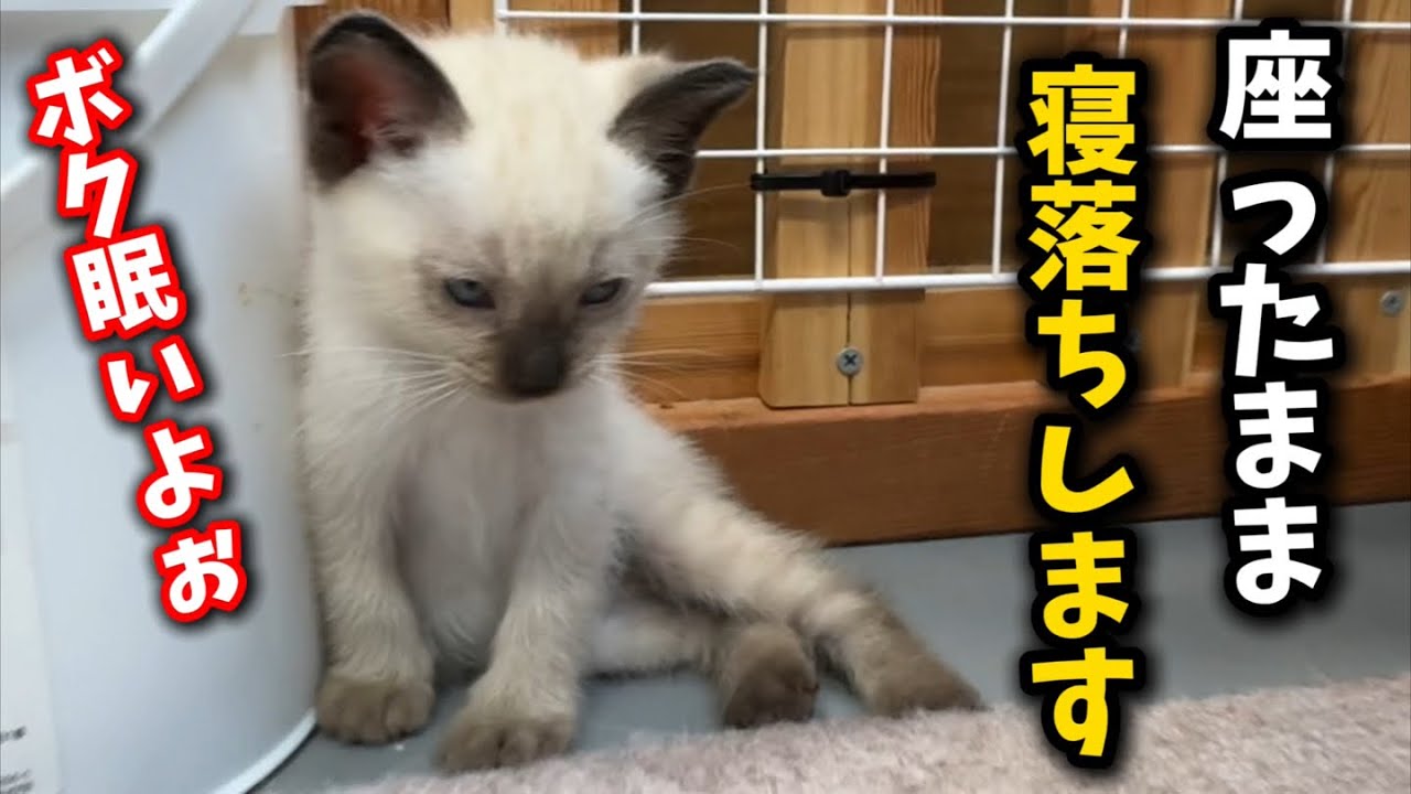 睡魔に負けて座りながら寝落ちする子猫の姿