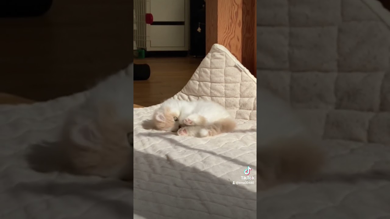 【猫のいる暮らし】#ペルシャ #cat #猫 #スコティッシュフォールド