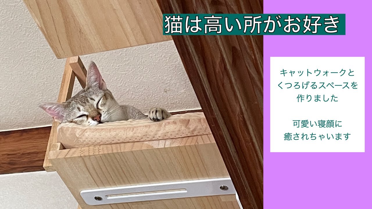 【シンガプーラ】猫は高いところがお好き#猫動画