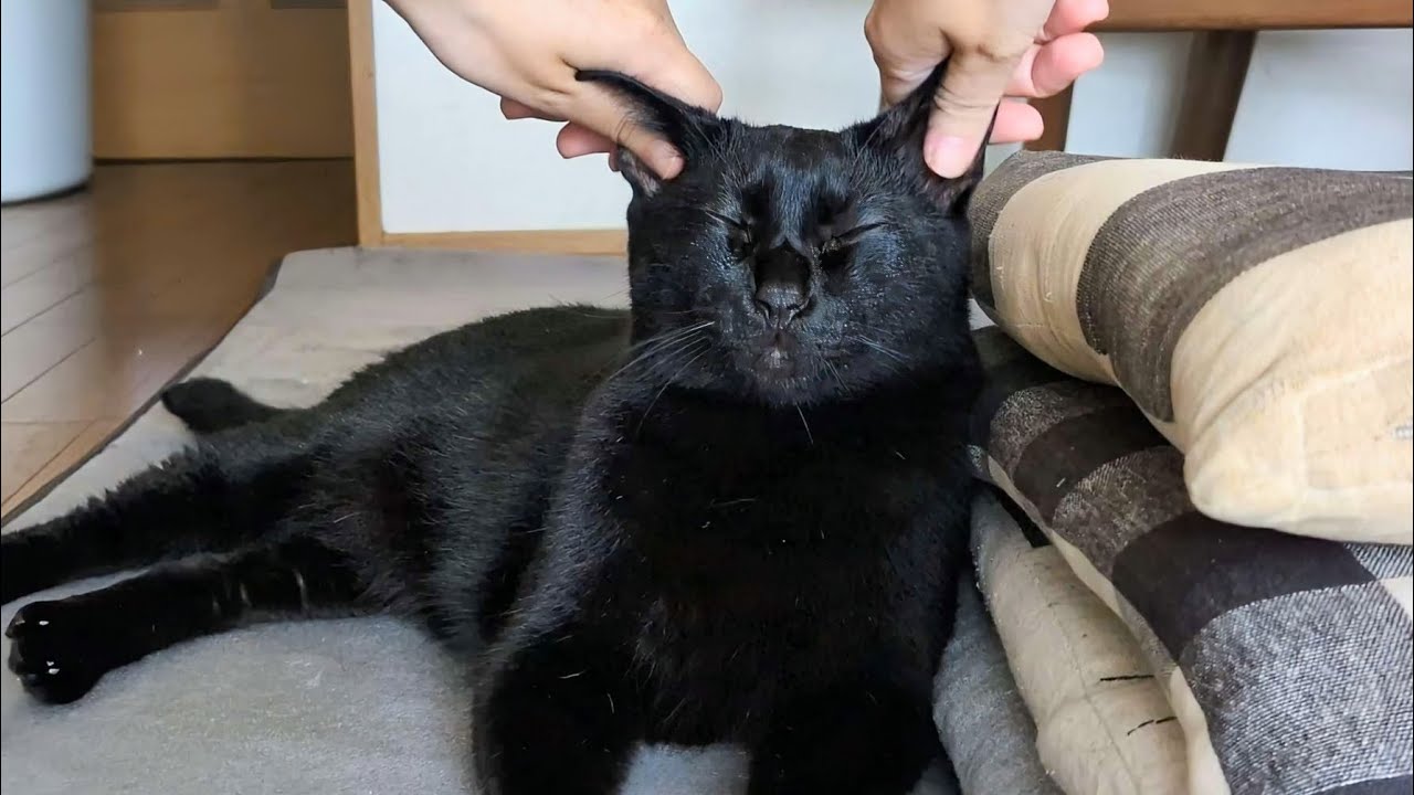 耳を触られると鳴いちゃう黒猫触り続けると終始うっとり