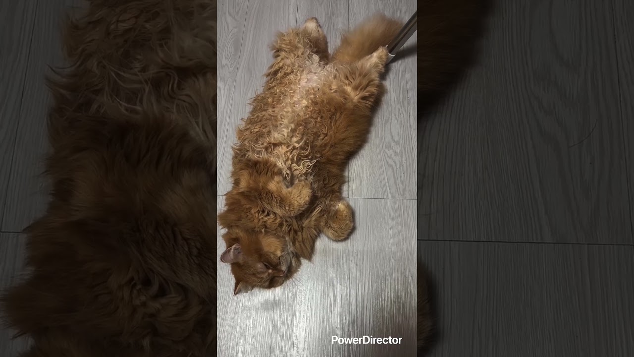 猫がスヤスヤ💤そこへ犬がチラッ。ほっこりする短いワンシーンをどうぞ♪🐾