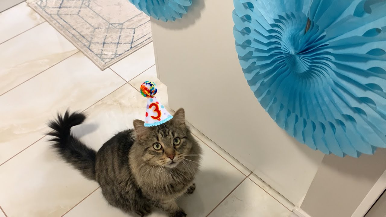 🎉 猫を飼い始めて1年…そして今日は猫の3歳の誕生日です！🐾🎂