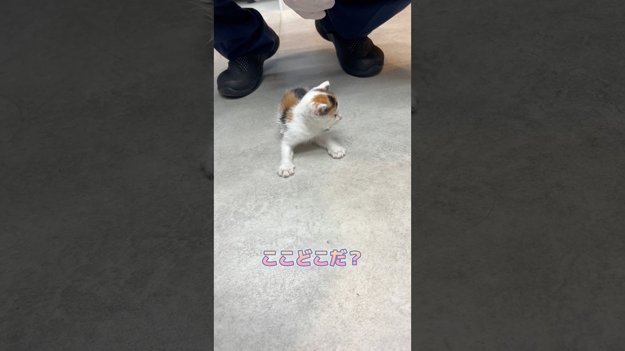 初めての病院で戸惑う子猫