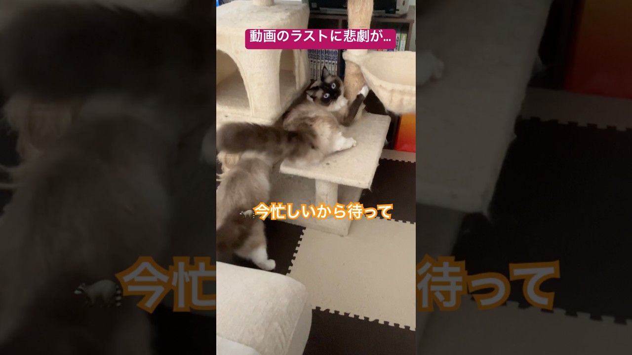 最後まさかの出来事が…！ #ragdolls #cats #cutecat #shorts #ラグドール #猫のいる暮らし #猫動画 #ショート