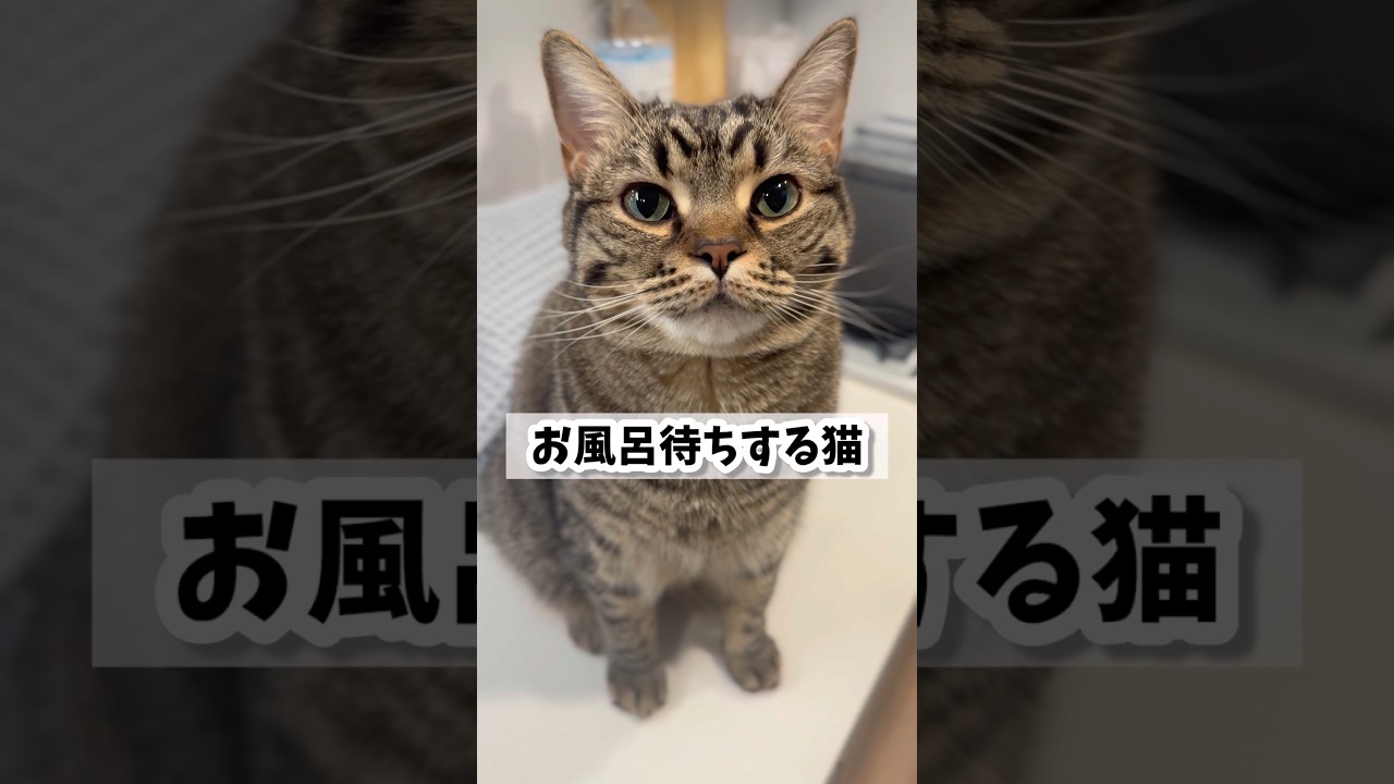 お風呂が大好きな猫たちwww #shorts #猫 #cat