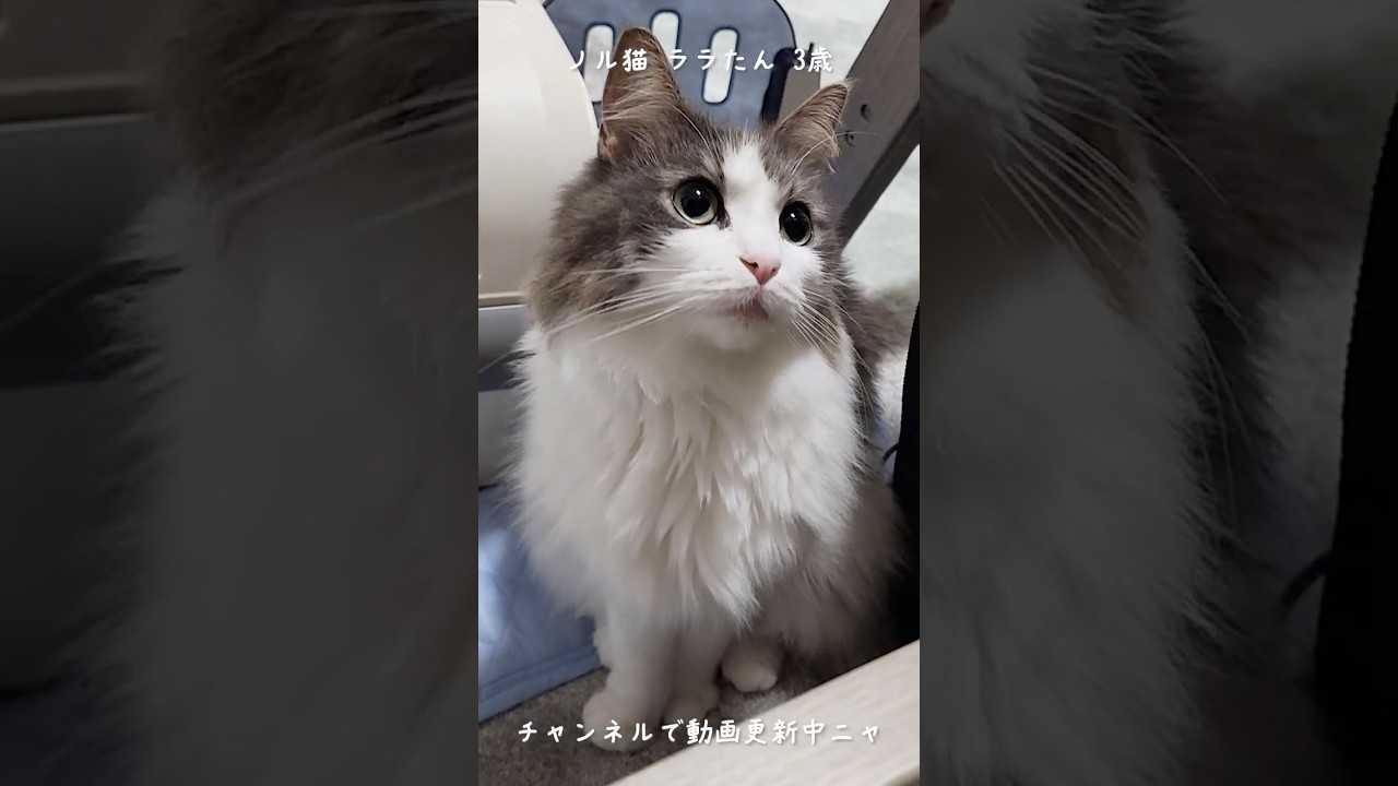 モッフモフ猫たん【Fluffy cat】