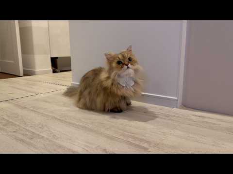 大好きなママの側にいれば必ず甘えられる事を知っている猫