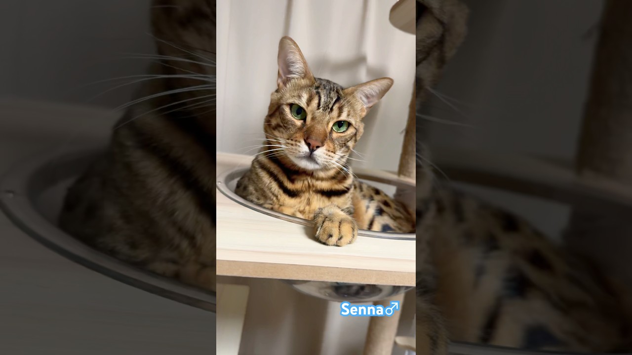遊び疲れたベンガルさん😸　#ベンガル  #ネコ