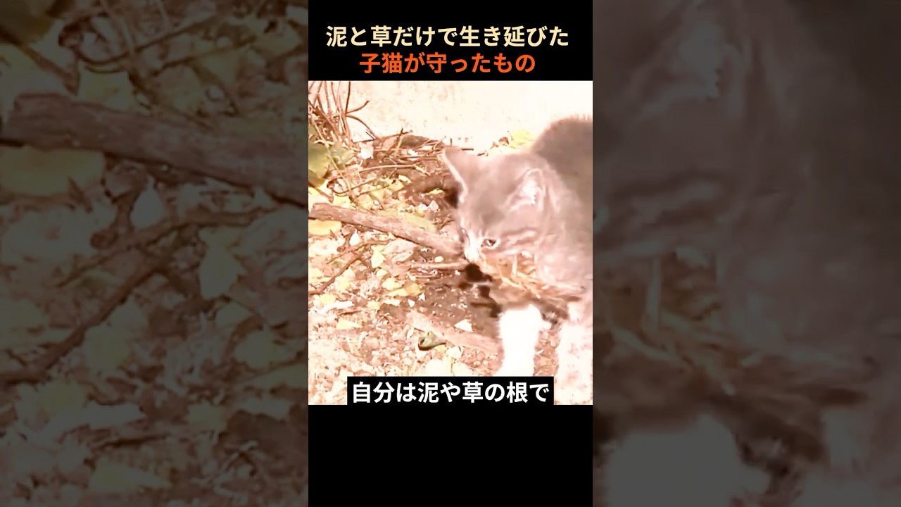 「泥と草だけで生き延びた子猫が守ったもの」 #猫の感動実話 #保護猫 #動物の絆