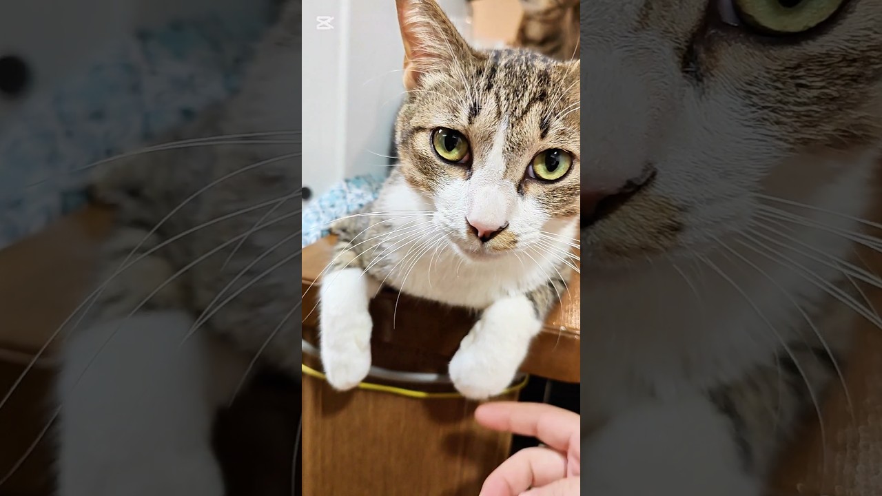 【猫動画】前足ぷるぷるな猫　#cat  #cats #shorts #猫 #ねこ
