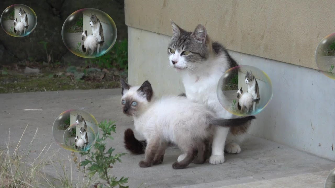 初代シャム子猫と仲間達😺♪(野良猫の館から姿を消した懐かしい猫達)未公開🎥🐾
