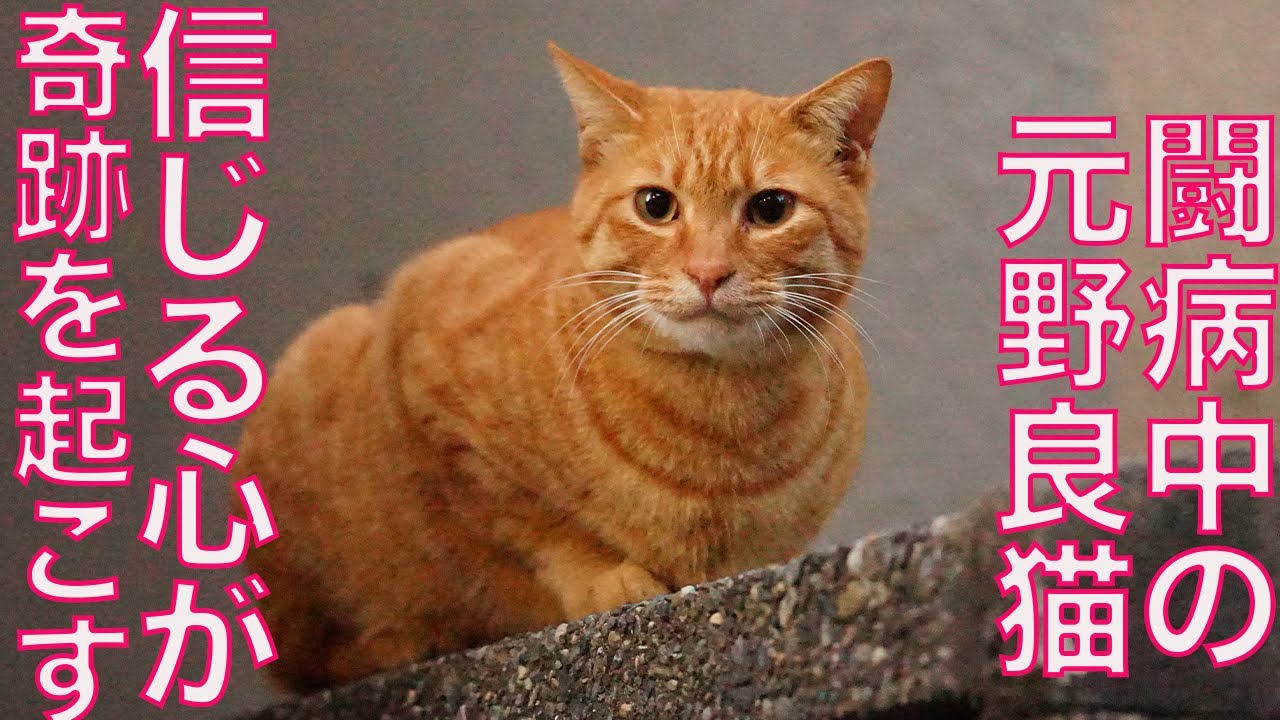 療養中のベテラン子猫、信じた気持ちが奇跡を起こす　Faith creates miracles.