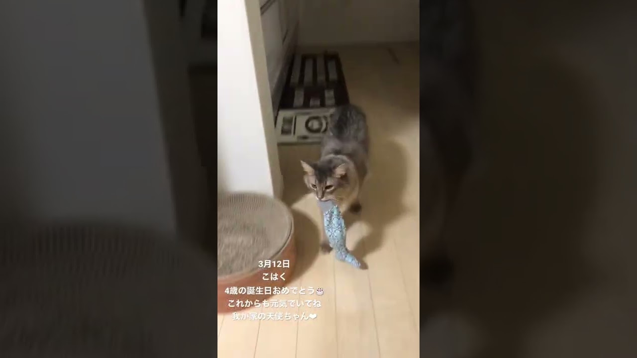 お誕生日おめでとう🎈#ソマリ#ソマリブルー #猫のいる暮らし #猫のいる生活 #猫 #猫動画 #こはくちゃんねる