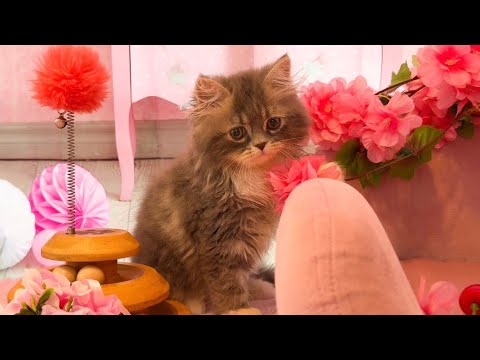 カラーペルシャ(2025年8月10日)