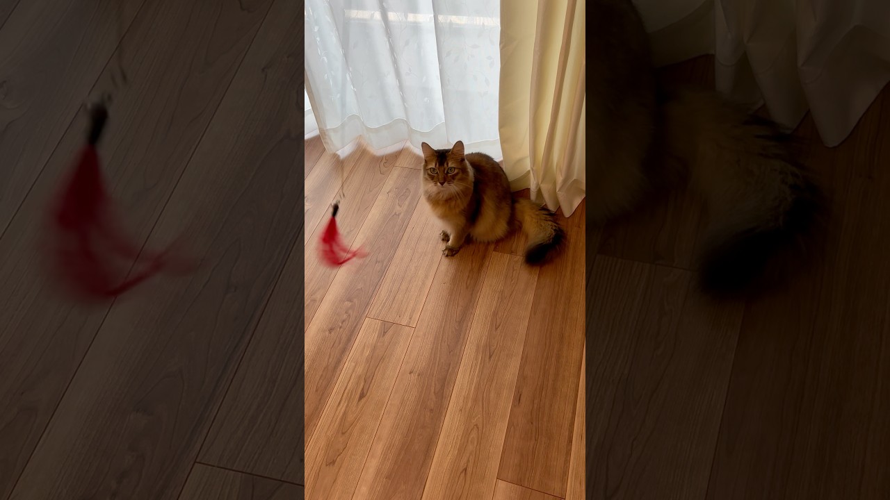 元気なソマリ #猫のいる暮らし #ソマリ