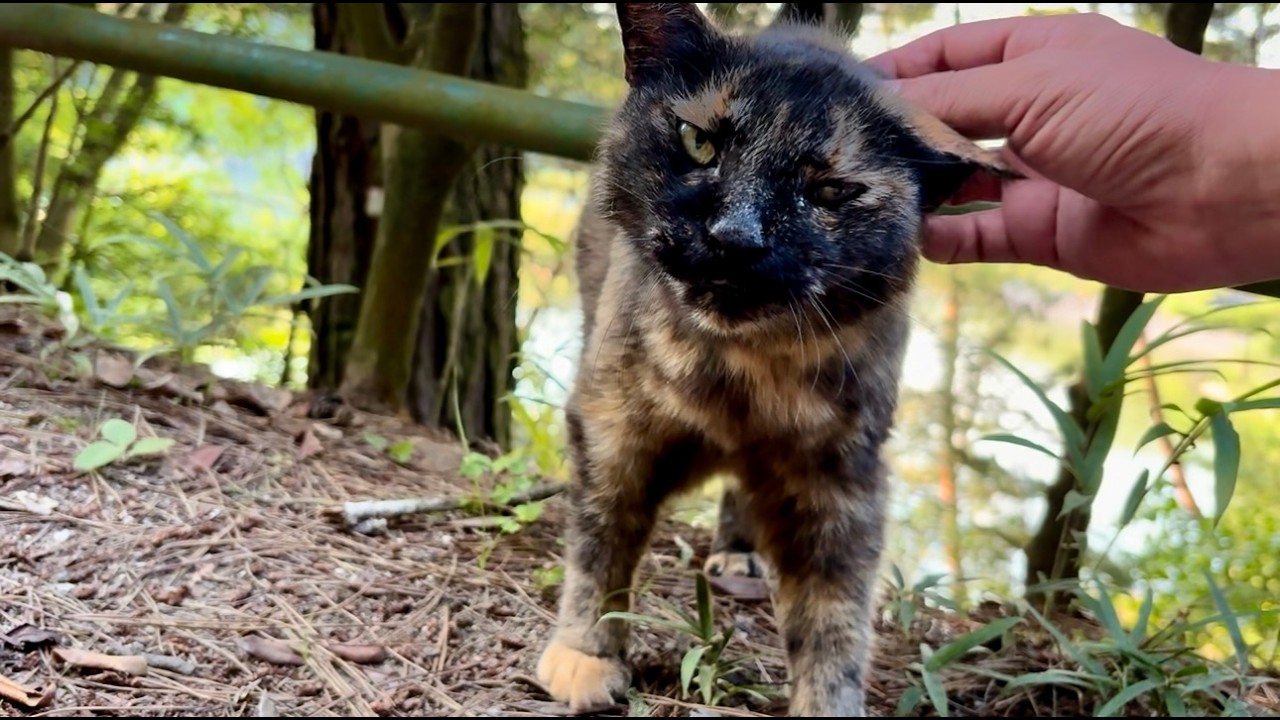 大声で迎えてくれた森のサビ猫ちゃんおしゃべりが止まらない