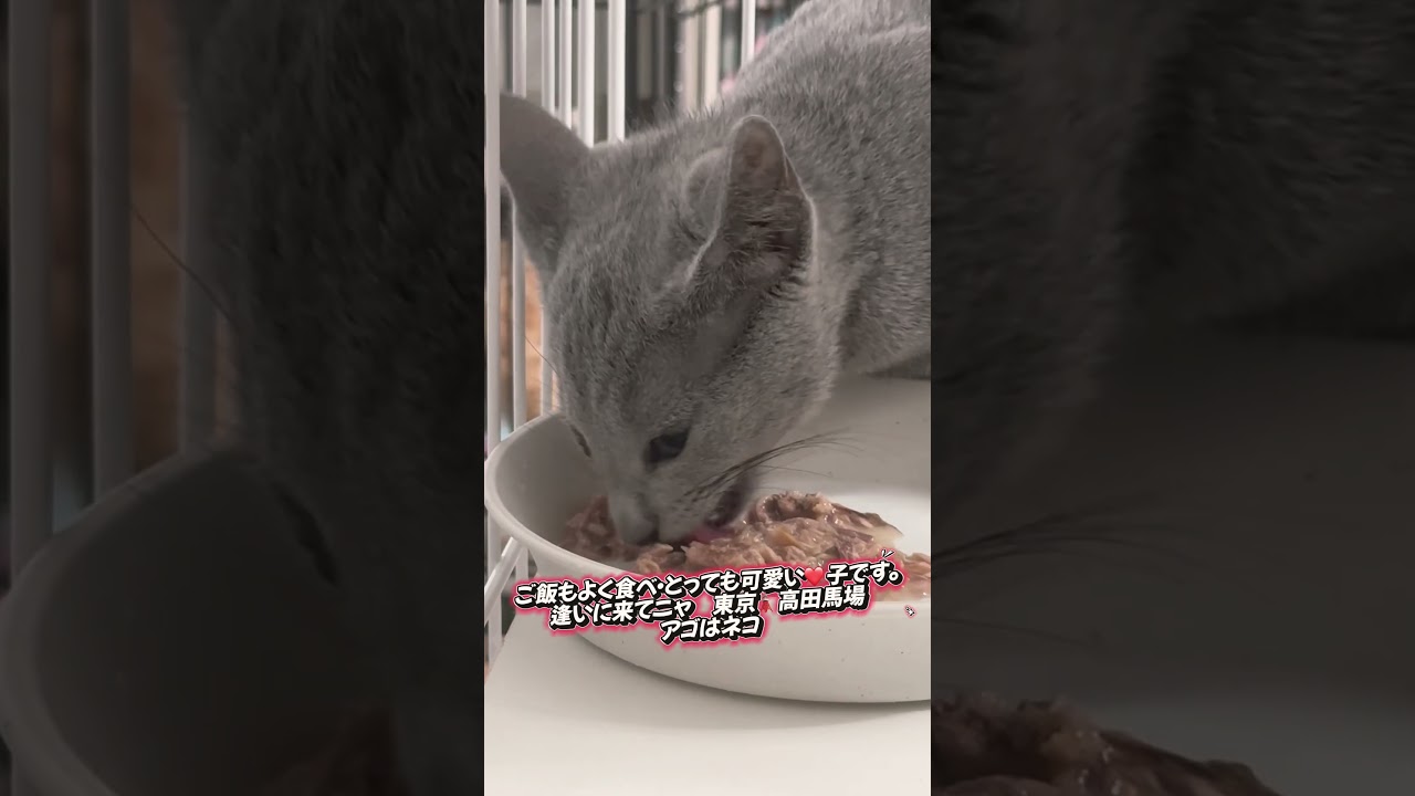 #里親募集中子猫アゴはネコ  #ロシアンブルー  #ロシアンブルー子猫