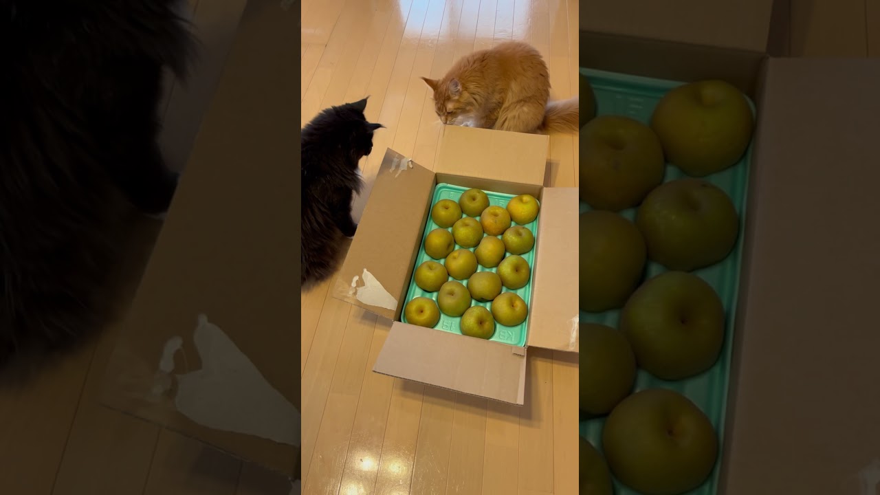 これは…たべていいの？#cat #メインクーン #ねこ #猫のいる暮らし