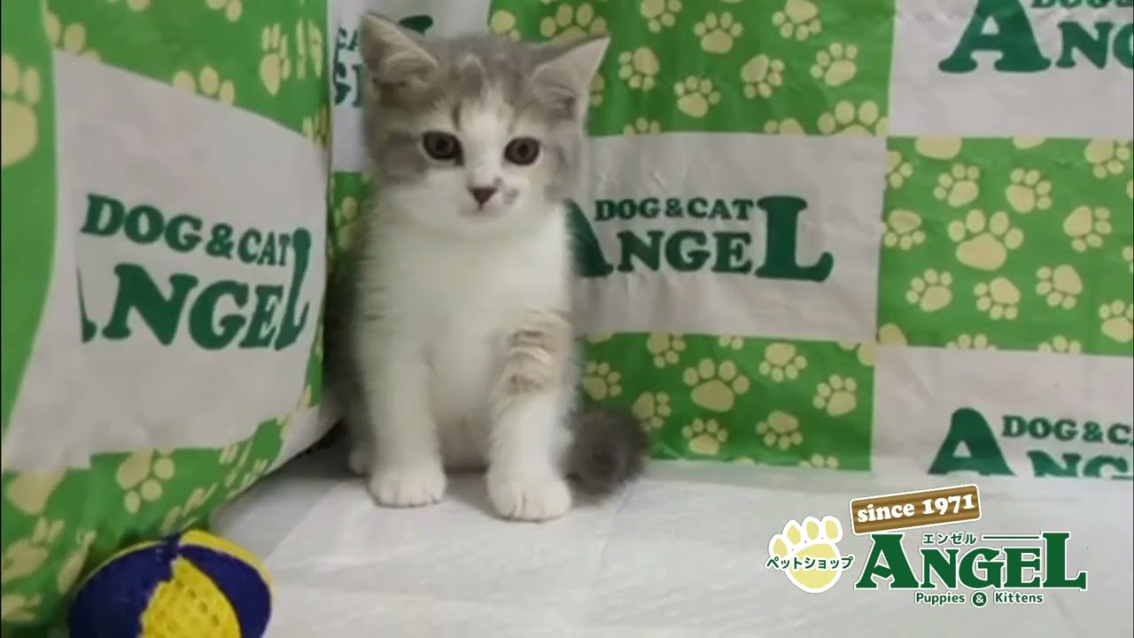 スコティッシュフォールド 2508018 【ペットショップエンゼル　子犬・子猫販売】