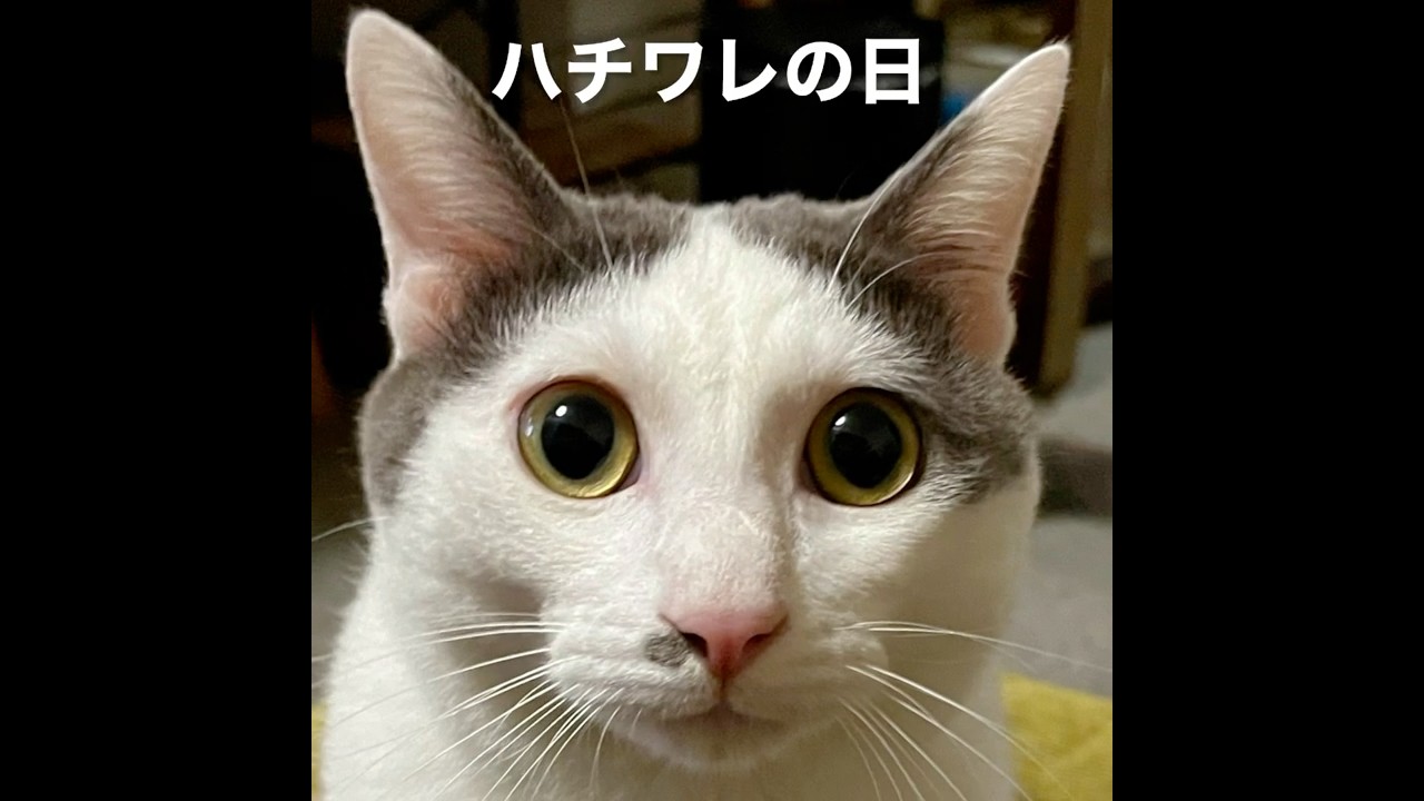 8月8日… 今日は『世界猫の日』 そして『ハチワレの日』 ꕤ 爪とぎの様子と共に… #shorts #保護猫 #ねこ #cat #しゃべる猫 #爪とぎ #世界猫の日 #ハチワレの日