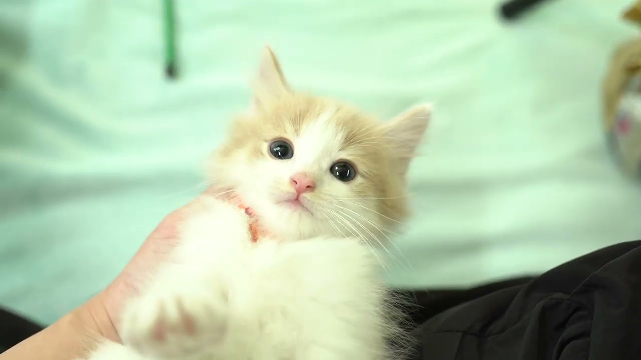 ノルウェージャンフォレストキャットの男の子☆