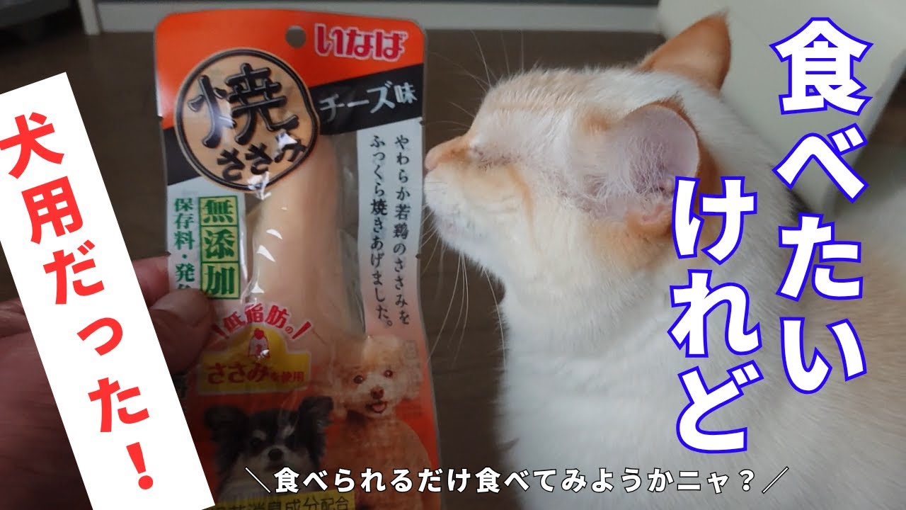 子猫の頃からおやつ好きな猫に、間違って犬用のおやつを上げてしまったらどうなる？