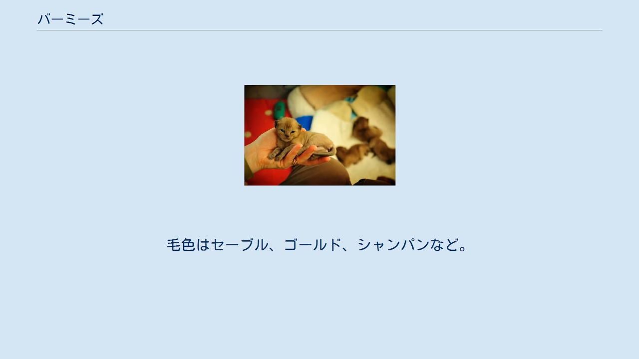 バーミーズ