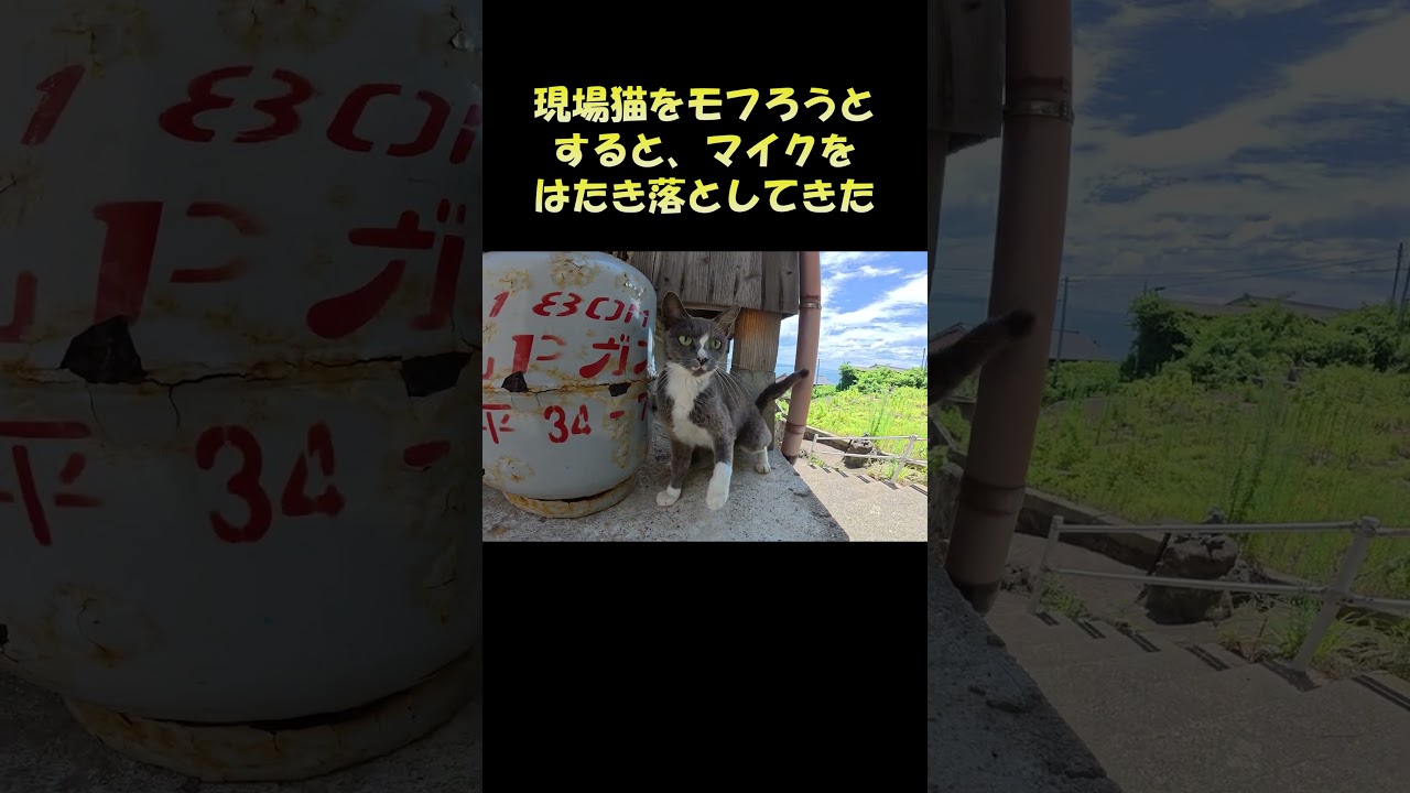 現場猫をモフろうとすると、マイクをはたき落としてきた #猫 #ねこ #cat