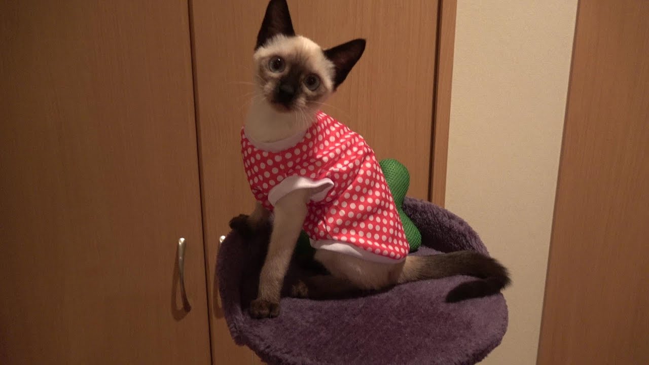 シャム子猫に服を着せてみたら喜んで大はしゃぎ😻😸