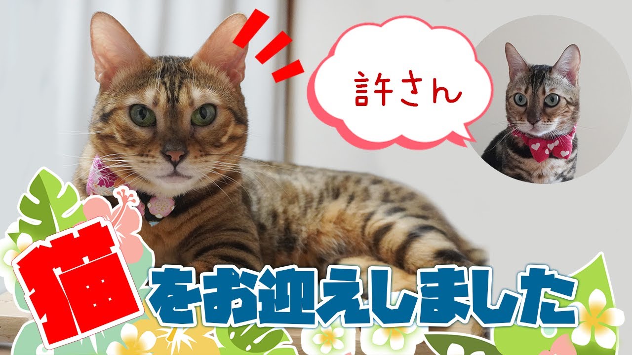 新しい猫をお迎えしました【ベンガル猫・もなか＆クローナ】