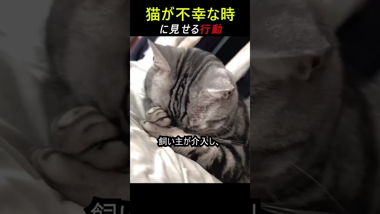猫が不幸な時に見せる行動