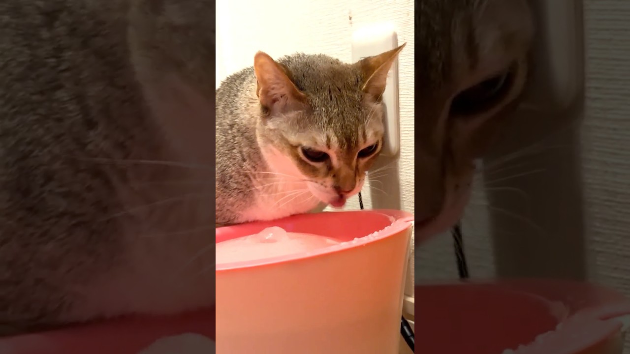 おいしそうにお水を飲んでいるところをたぬき猫にジッと見られていたシンガプーラなのにゃ♪ #cat #シンガプーラ #トンキニーズ#たぬき猫#singapura#tonkinese