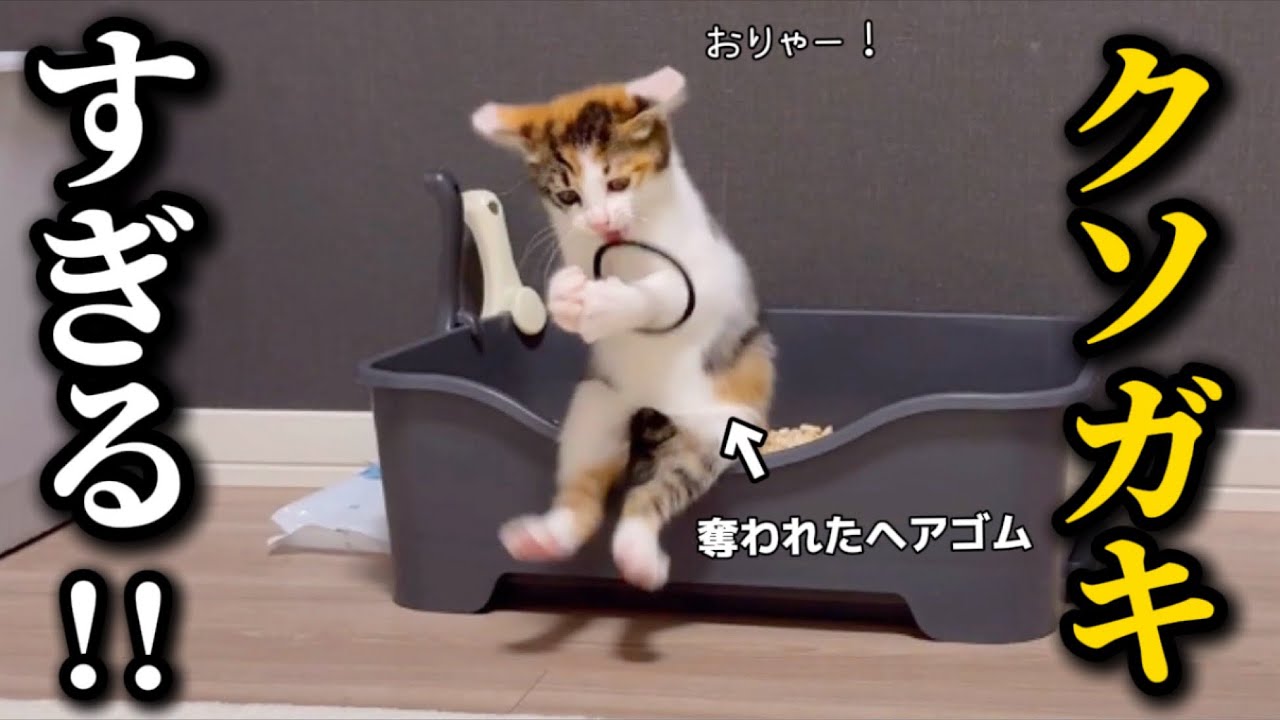 保護した子猫のクソガキ加減が規格外すぎて困ってます