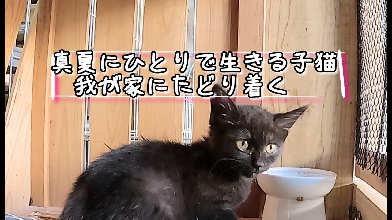 酷暑の中ひとりで生き抜く黒猫の子猫😹保護の様子！#保護猫  #cat #kitten