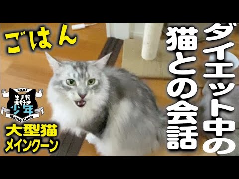 【メインクーン】「ごはんと」鳴く大型猫との会話。ダイエット中なので量は控えめ。体は大きいのに、声は高くて可愛い♪