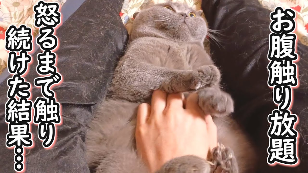 【保護猫】お腹触り放題のネコ！？怒るまで触り続けた結果…【ブリティッシュショートヘア】