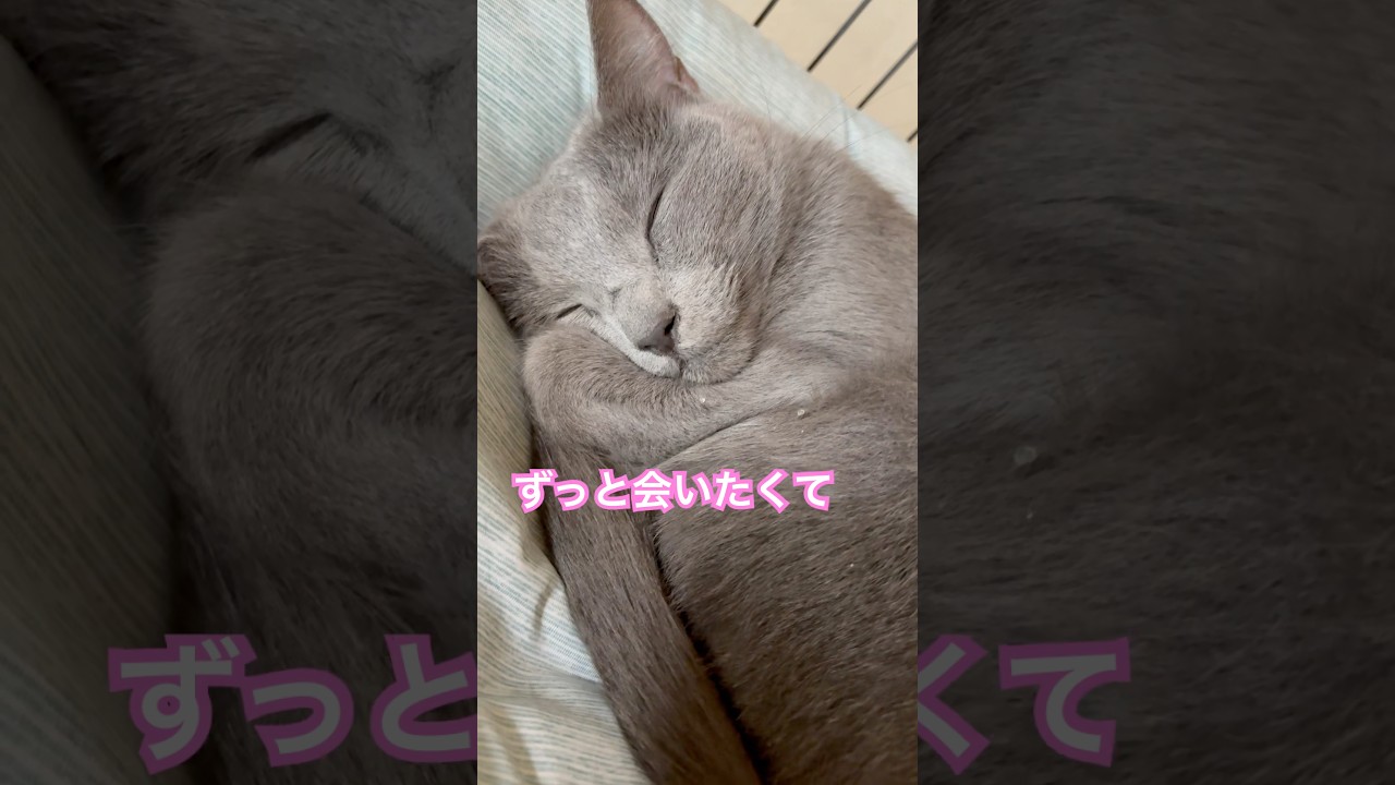 寝顔に夢中❤️ #猫 #ロシアンブルー #shorts