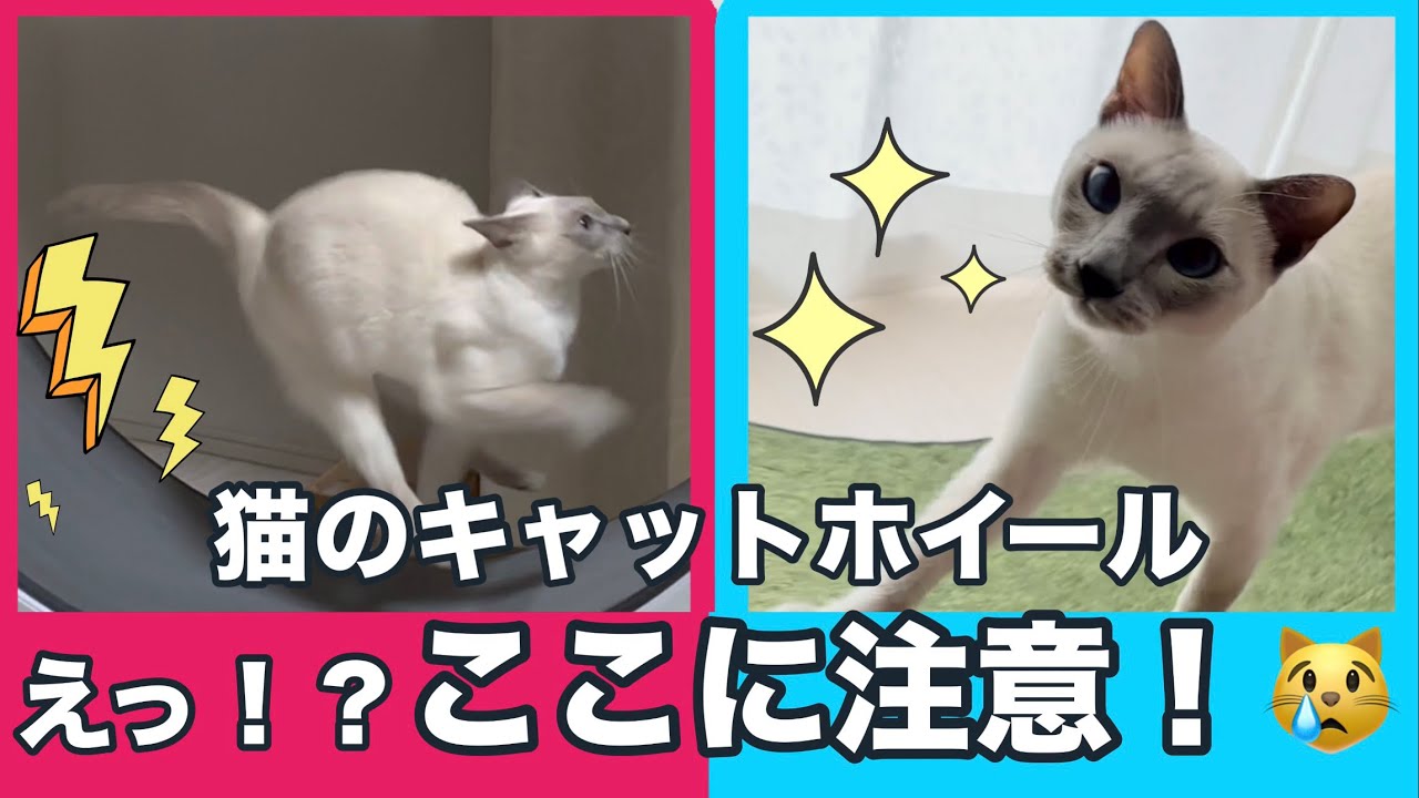 もう失敗しない！キャットホイールの選び方🐾使ってわかった注意点とおすすめポイント【リアルレビュー】【猫・トンキニーズ】
