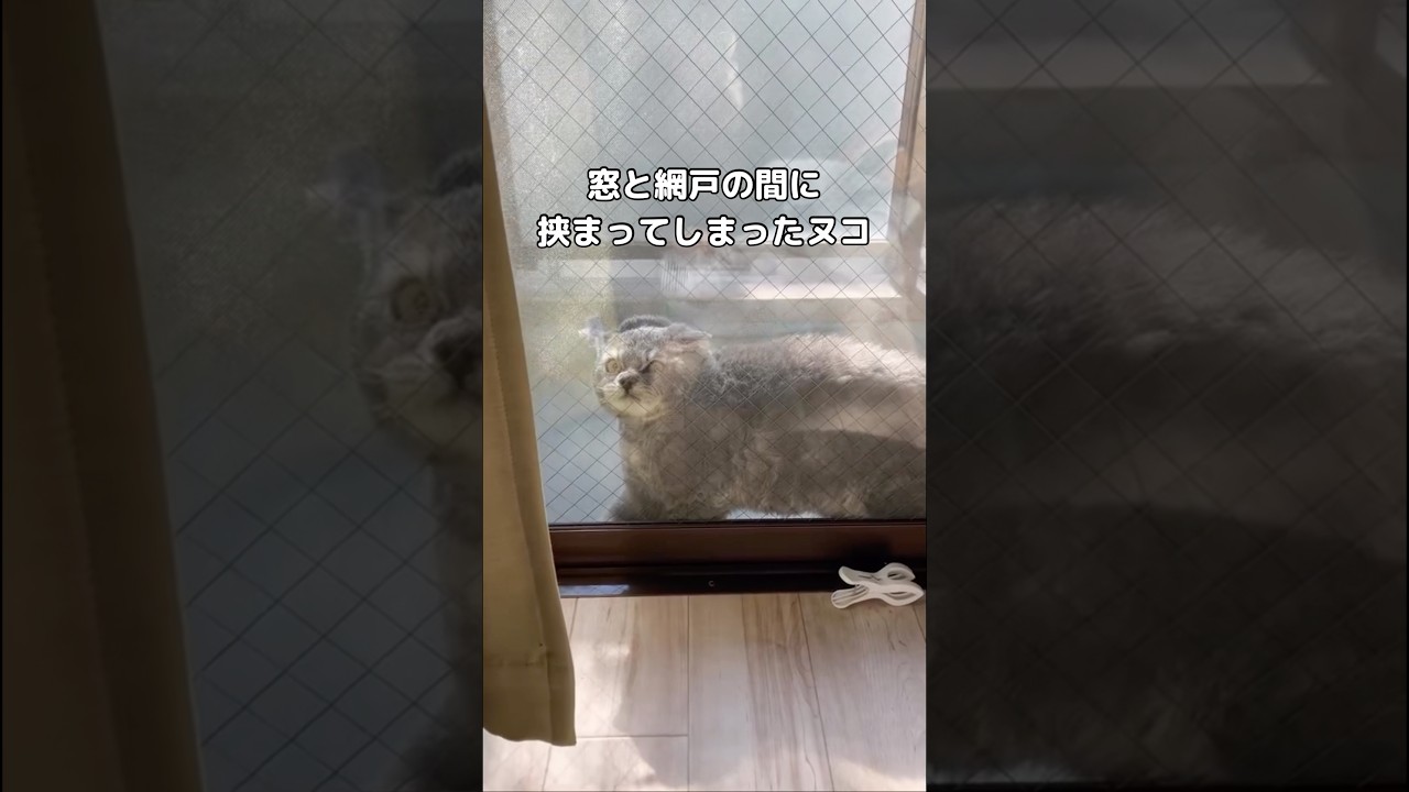 なにしてんwww #セルカークレックス #子猫 #shorts