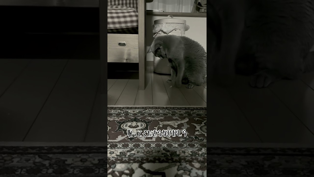 センセ📽️🎞️ #保護猫 #ロシアンブルー #猫のいる暮らし #cat #猫 #shorts
