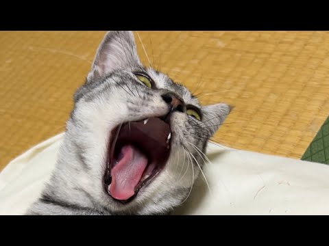 『ごはんの唄』を覚えた子猫に過去の説を検証