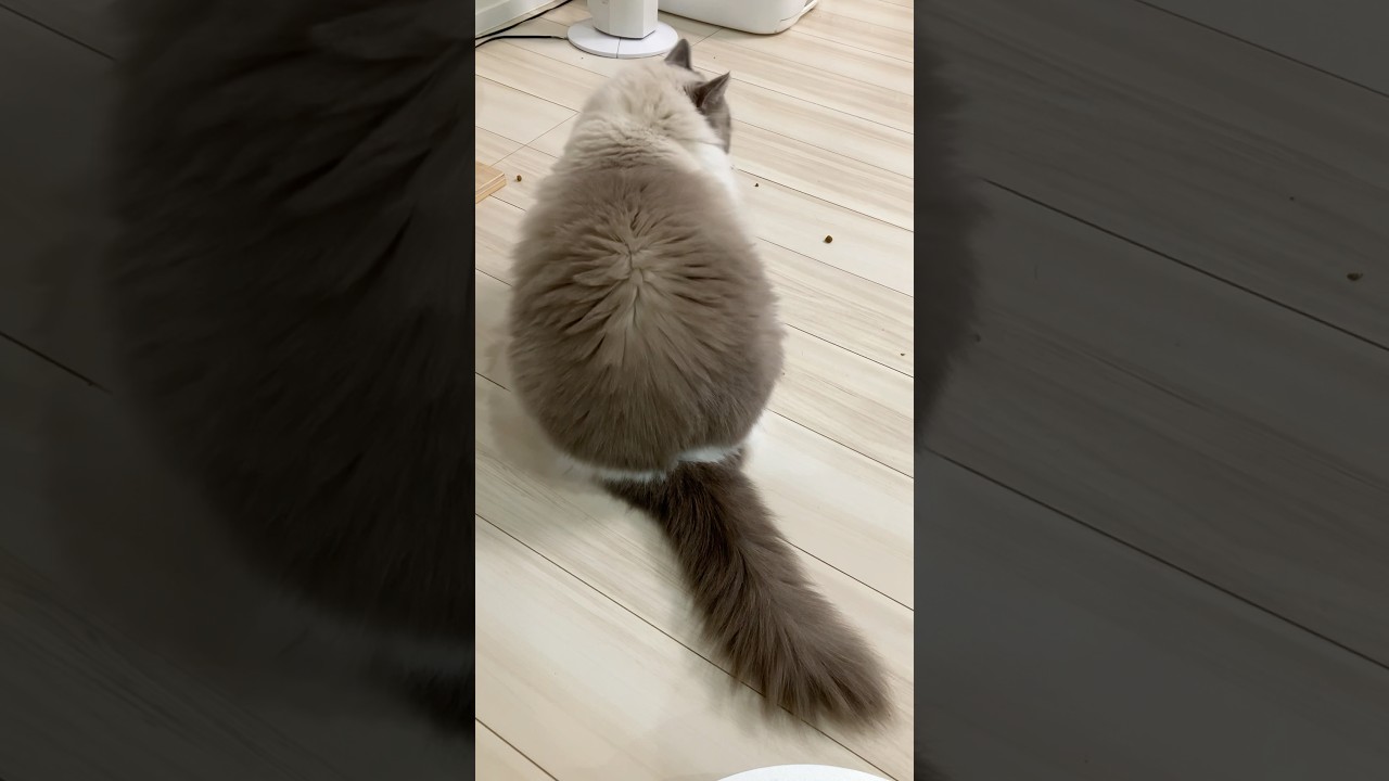 背中と尻尾が可愛い過ぎマルちゃん　#ラグドール  #cat  #cats  #catlovers