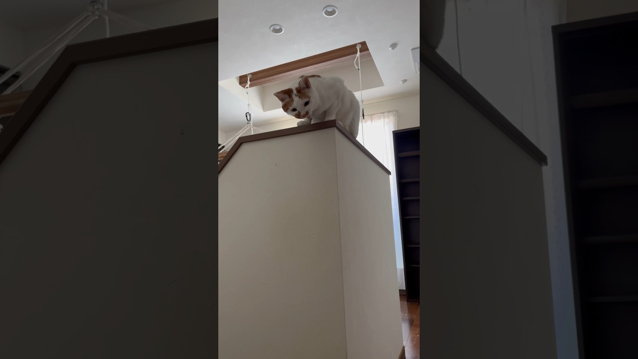 今日のテンくん#かしわねこ #日本猫 #保護猫 #猫