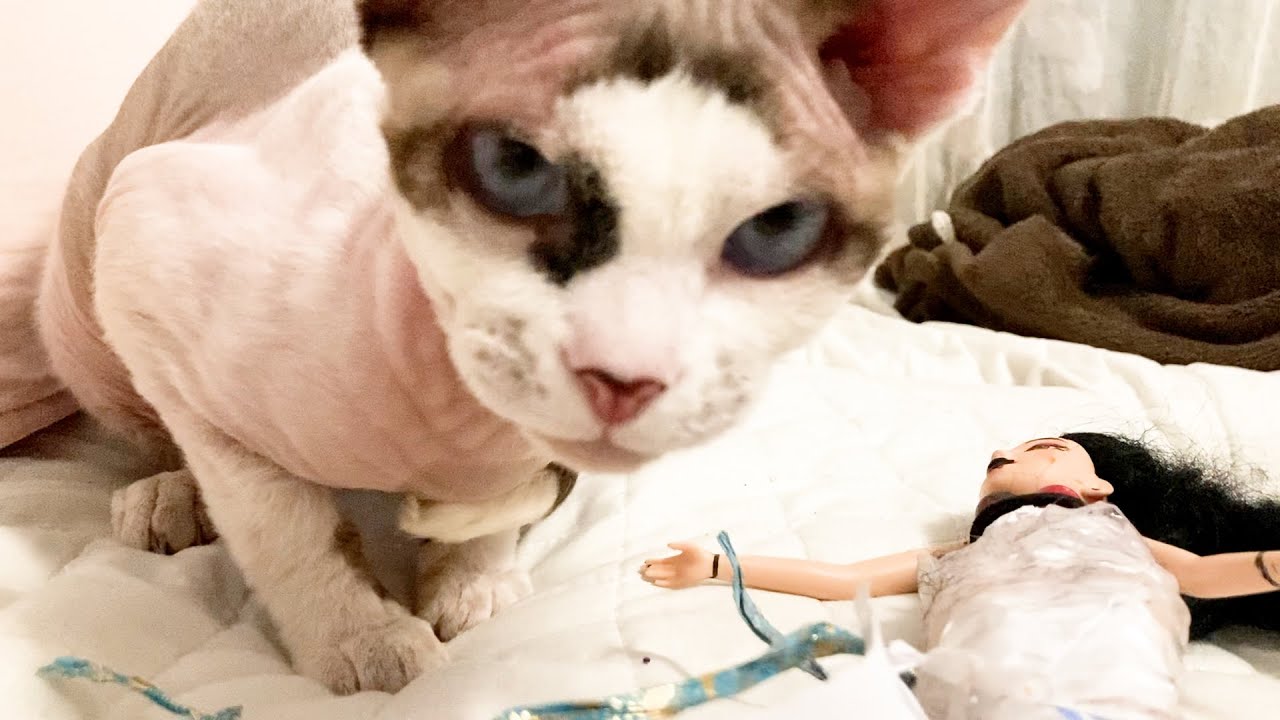 180:猫パンチ炸裂のスフィンクス猫ヨーダ