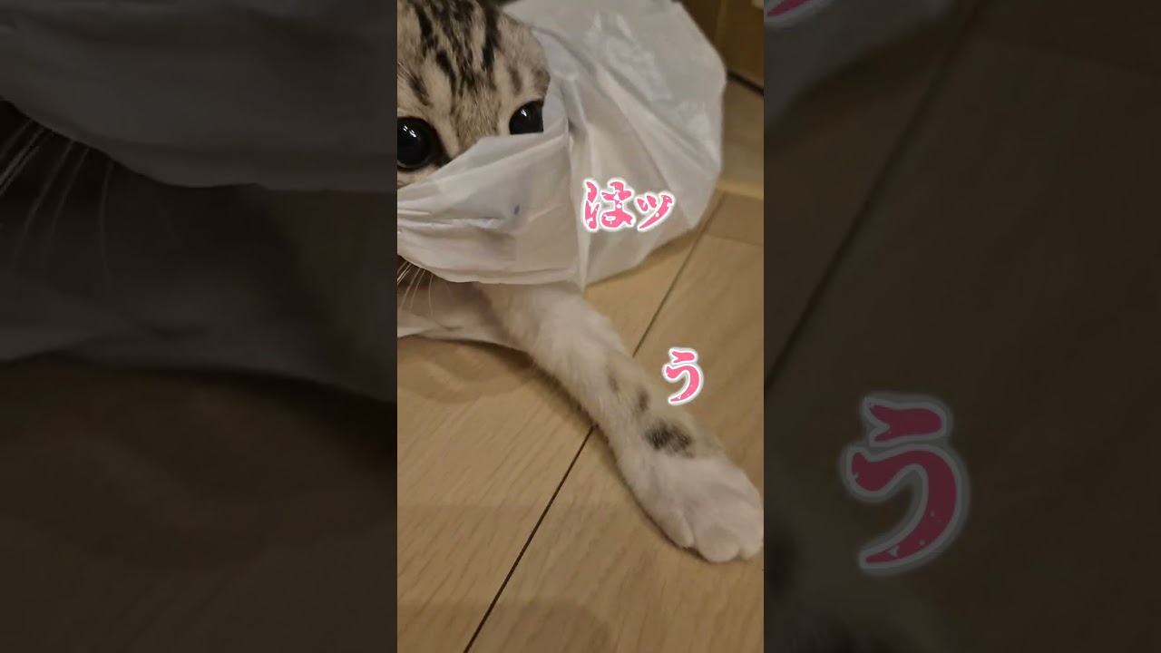 新居を見つけた子猫