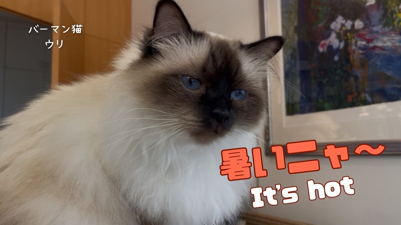 バーマン猫ウリ【暑いニャ〜】It‘s hot（バーマン猫）Birman/Cat