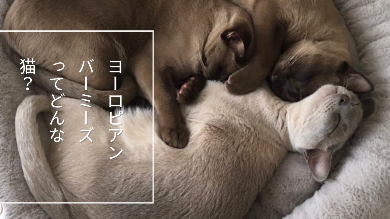 ヨーロピアンバーミーズってどんな猫？