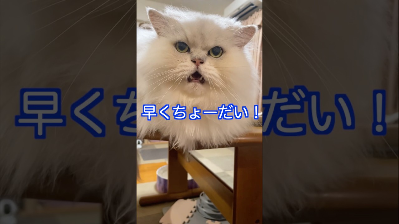 クイズ、チュールでドン!ぎんちゃん初挑戦‼️#ペルシャ猫 #猫好きさんと繋がりたい #猫 #persiancat