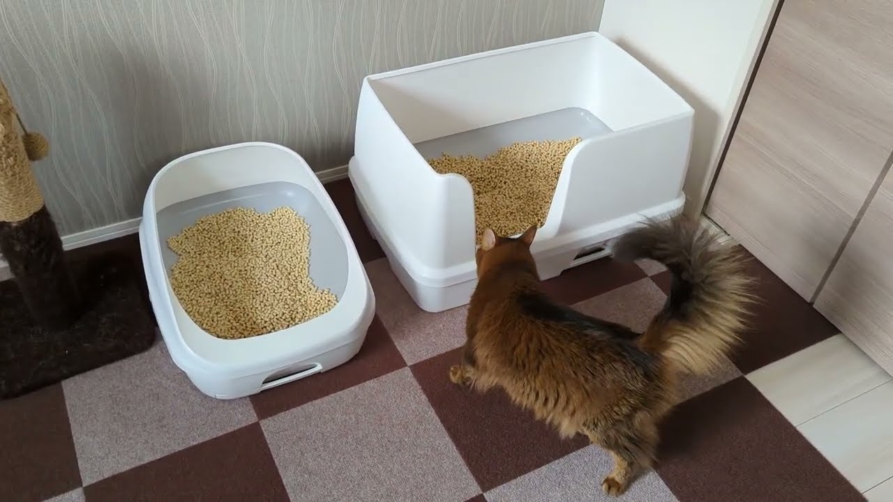 【1281日目】快適ワイド #ソマリ #cat