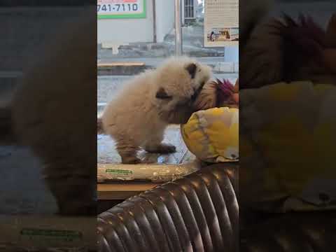 ヒマラヤン 人懐っこい子です❣️　シールポイント